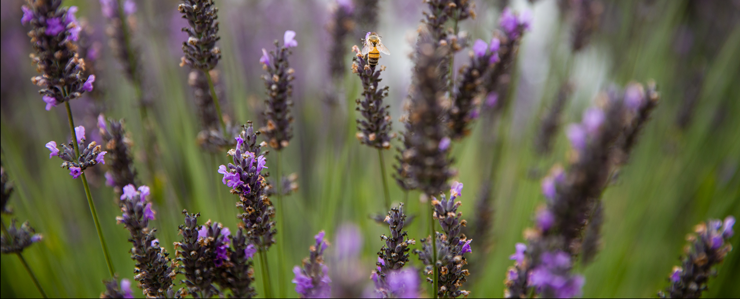 Image of lavender flowers and a honeybee on campus